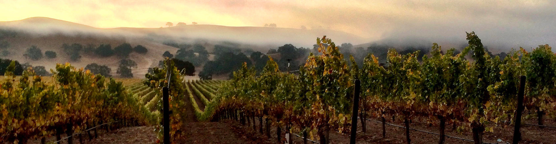 Andrew Murray Vineyards in Santa Barbara County, California