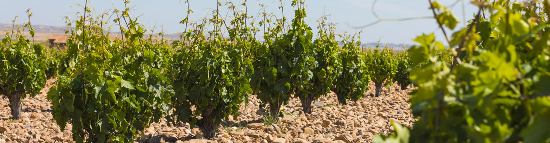 Vineyards of Pintia in Toro, Spain