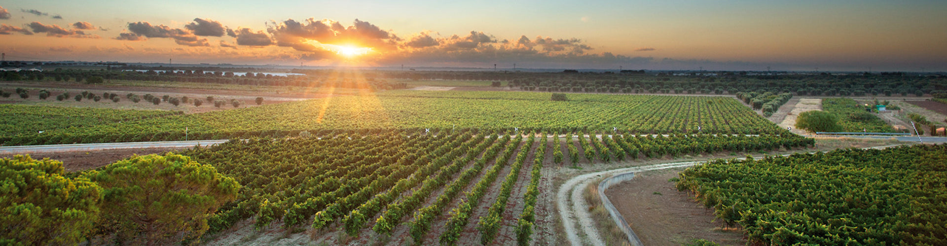 Cantele Vineyards in Puglia, Southern Italy