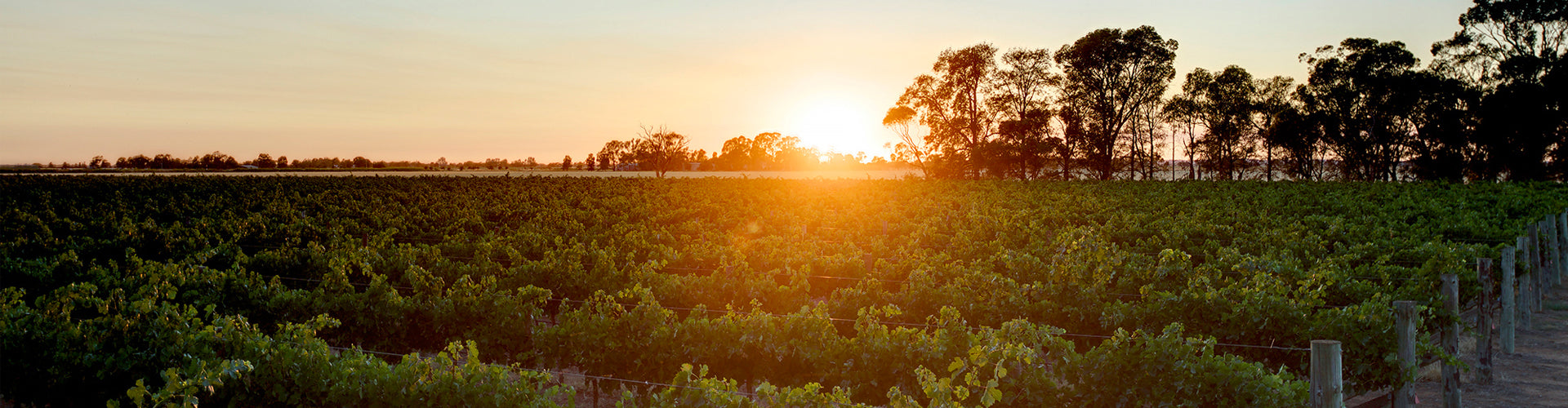 Vineyards in the Riverina region of New South Wales