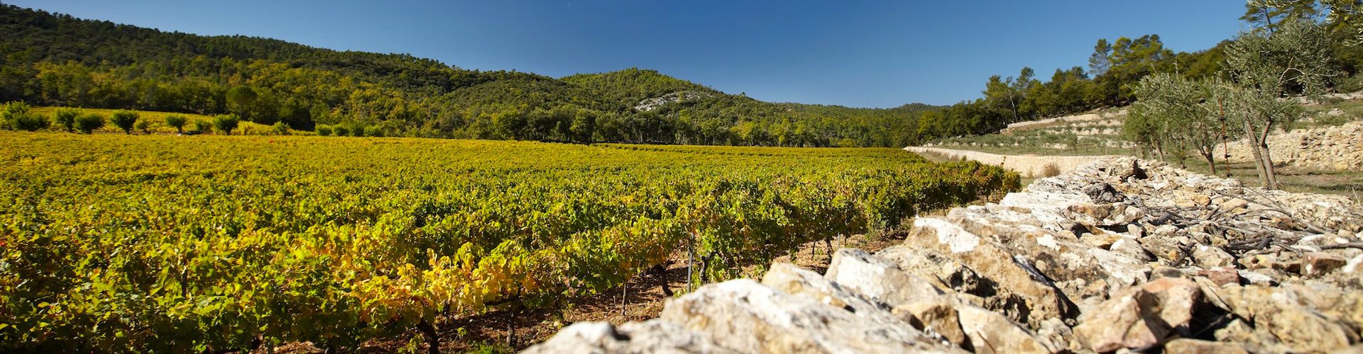 Château Miraval Vineyards in Provence
