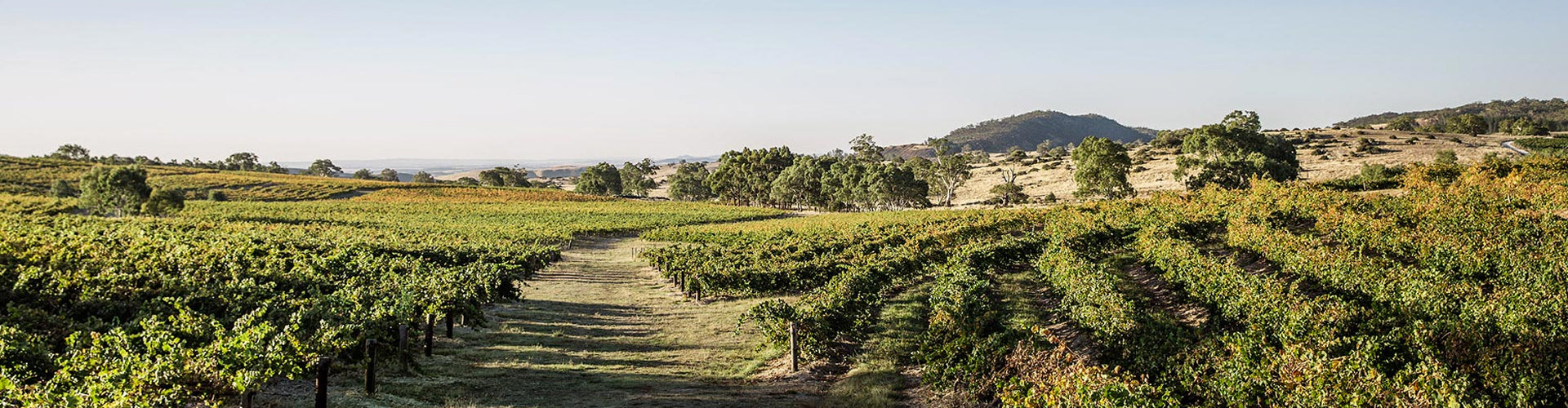 Eden Valley Vineyards in South Australia