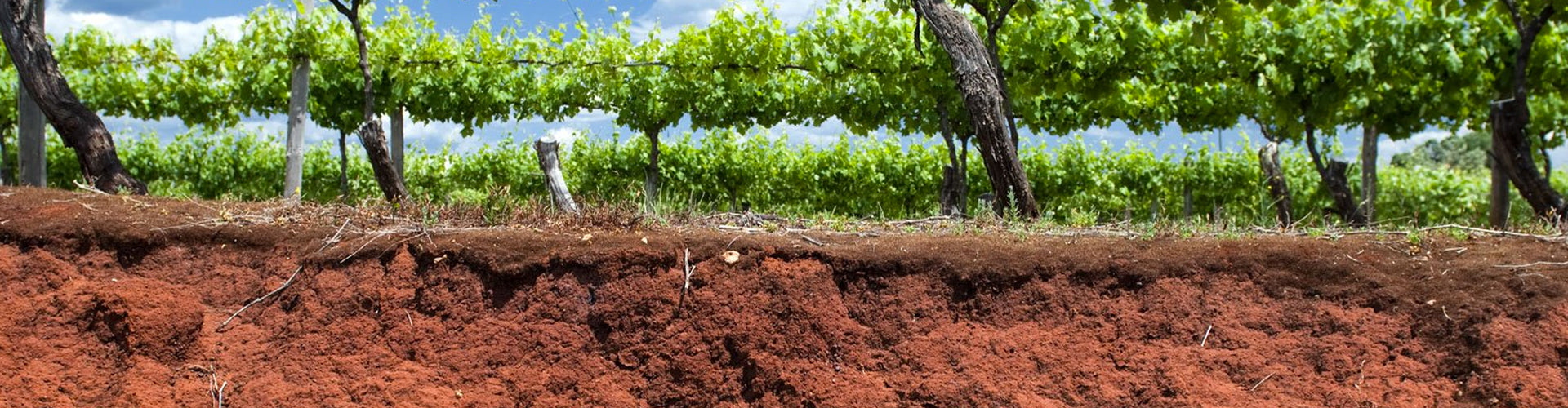 The Coonawarra Wine Region's Famous Terra Rossa Soils