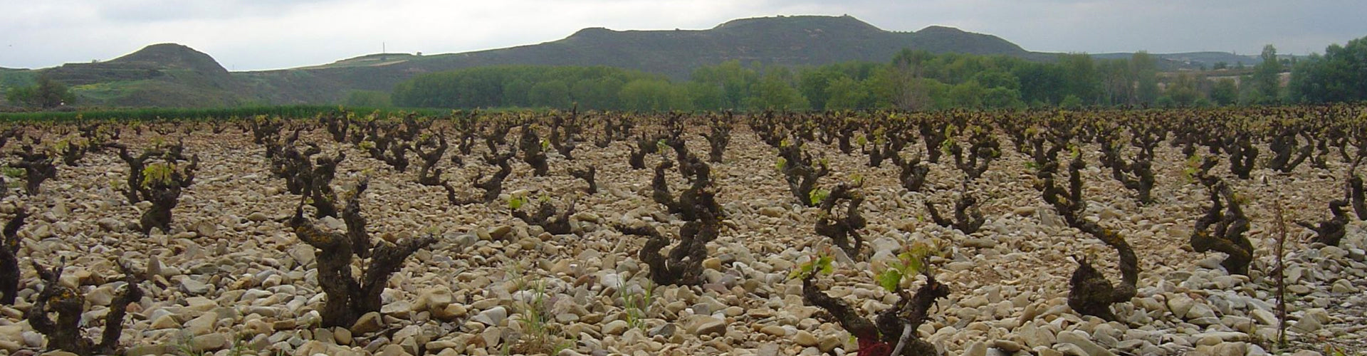Finca Allende Rioja Vineyards