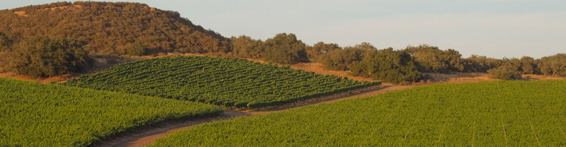 Randall Graham's The Language of Yes Vineyards in Central Coast, California