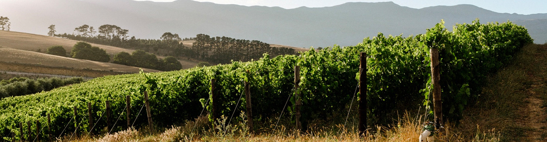 Walker Bay Vineyards in South Africa