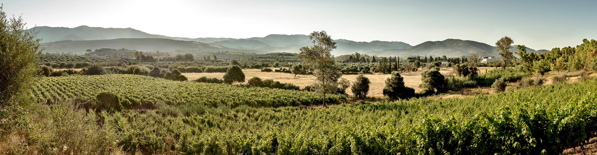 Pala Vineyards in Sardinia