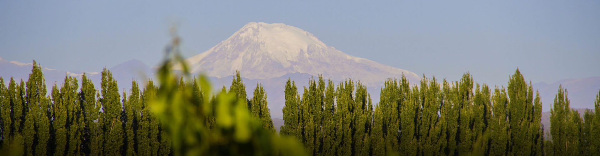 Mendoza Vineyards Argentina