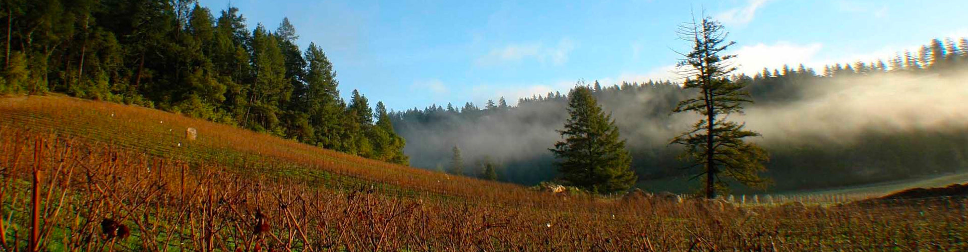 Hundred Acre Vineyards in Napa Valley, California