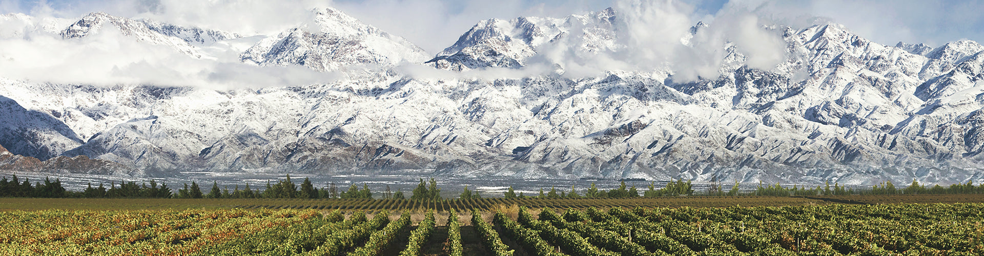 Argentinian Vineyards in Mendoza in front of the Andes