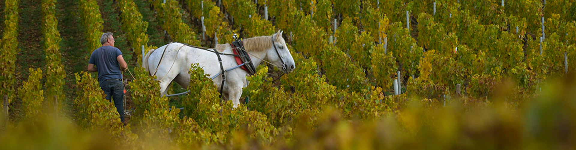 Ploughing the vines of Domaine Jean Collet, Chablis with horse