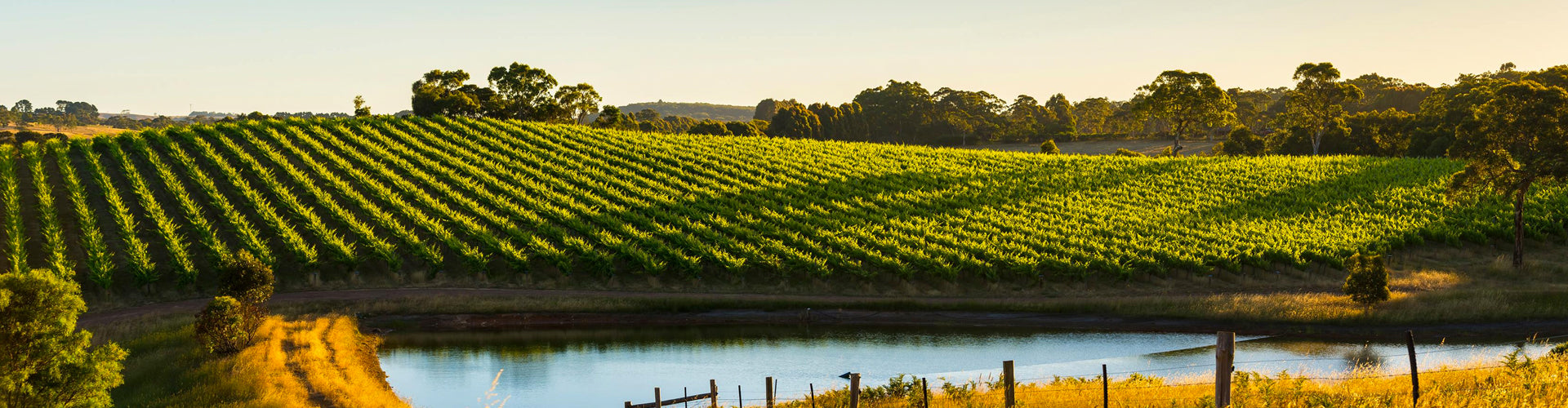 Adelaide Hills Vineyards in South Australia