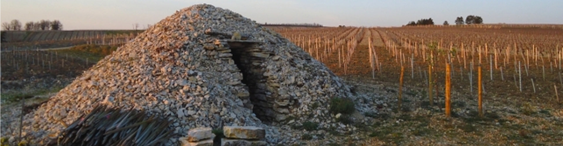 Cabotte in the vineyards of Chichée, Chablis