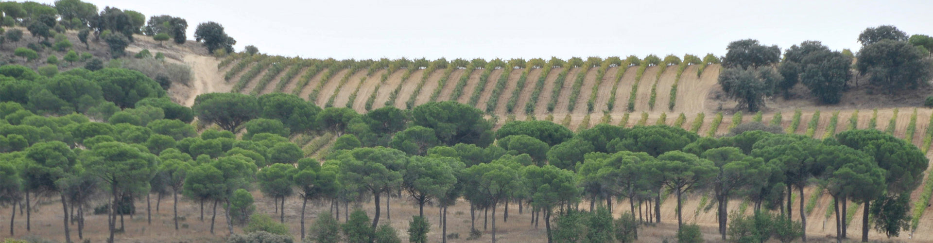 Dehesa La Granja Vineyards in Zamora, Castilla y León