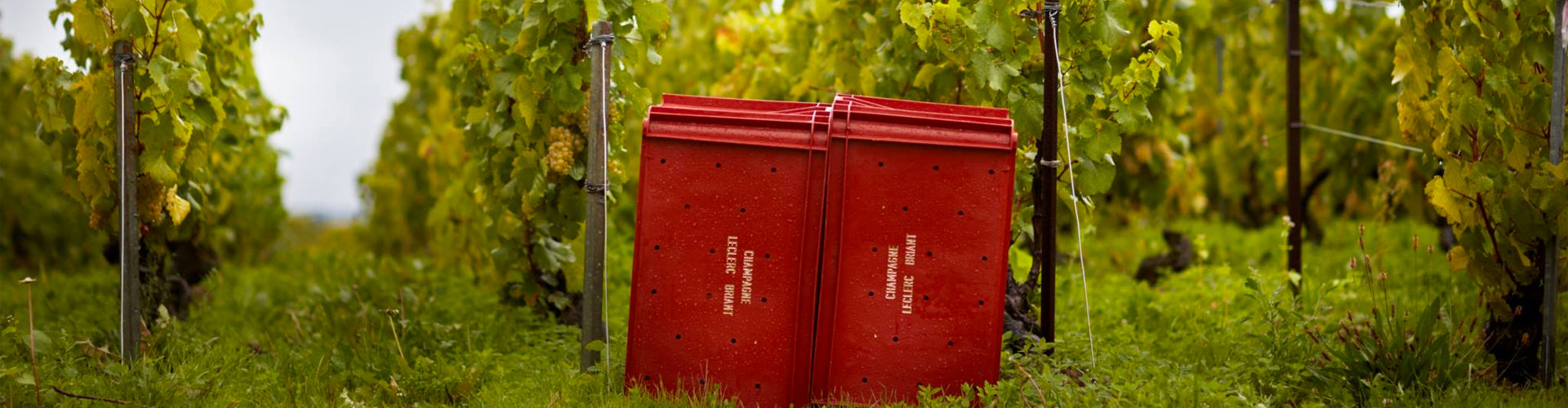 Grape picking boxes in Leclerc Briant Vineyards