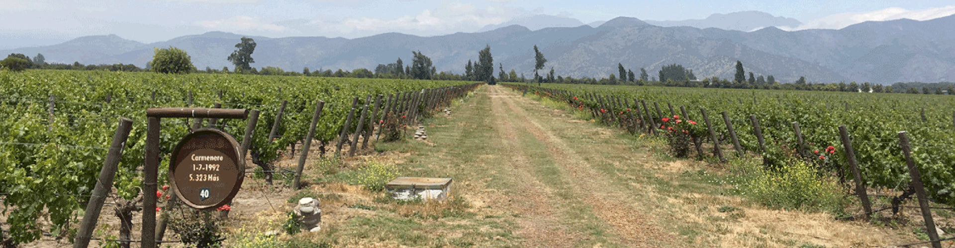 De Martino Alto de Piedras Carménère Vineyard in Chile