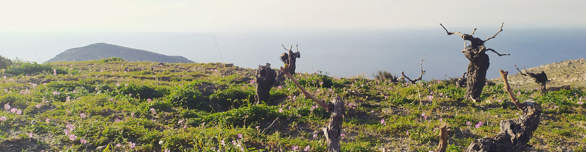 ēkhô wines ancient vines on the Greek island of Naxos