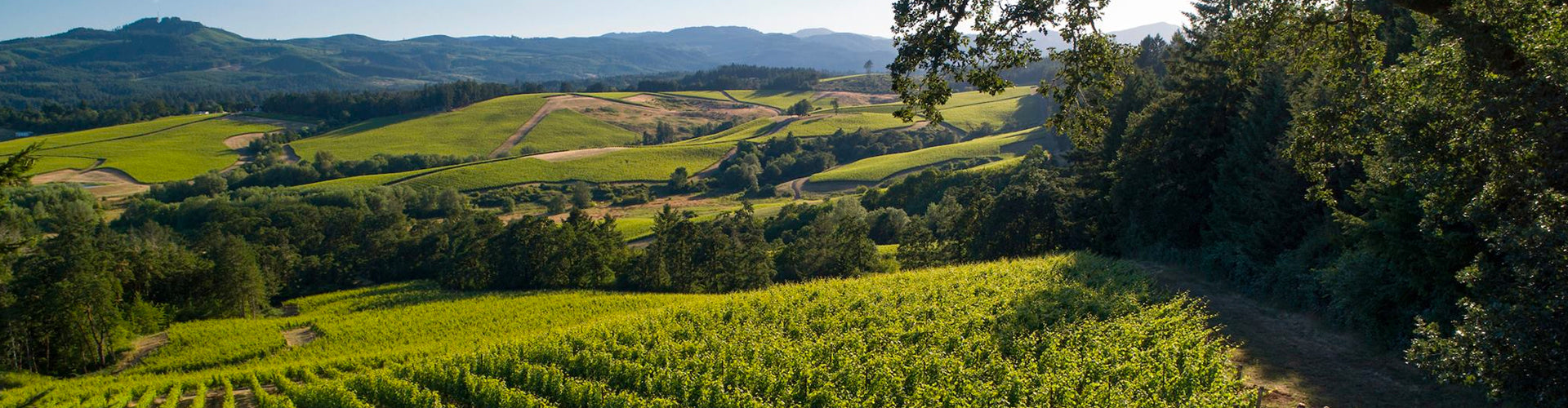 Résonance Vineyard located in the Yamhill-Carlton District AVA of Oregon's Willamette Valley