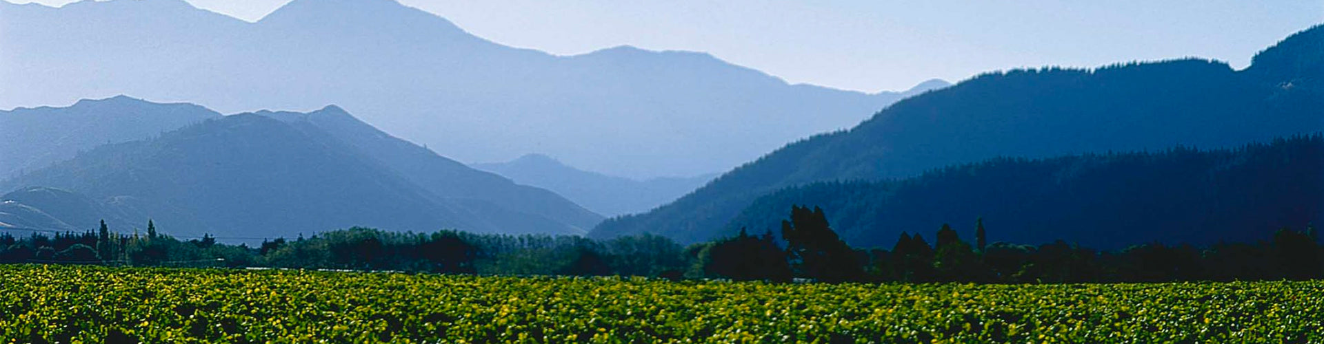 Staete Landt Vineyard in Marlborough, New Zealand