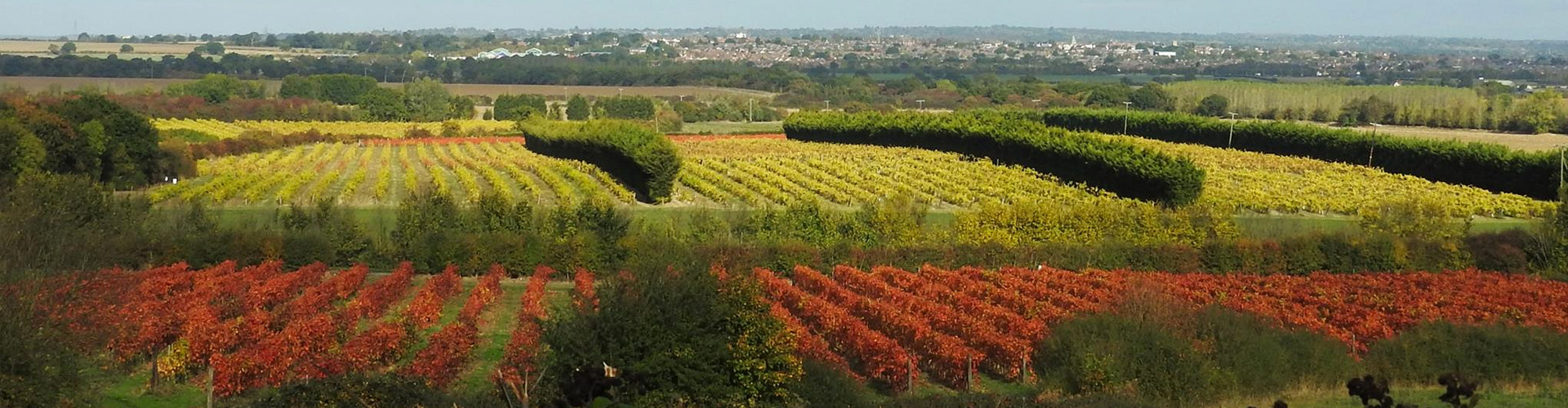 View of New Hall Vineyards in Essex