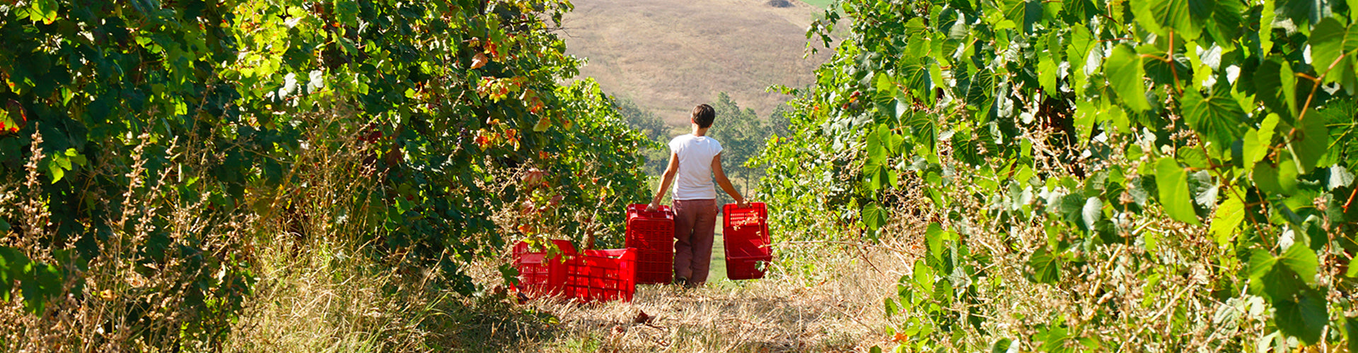 Chiara Penati harvesting grapes in the Oltretorrente Vineyards