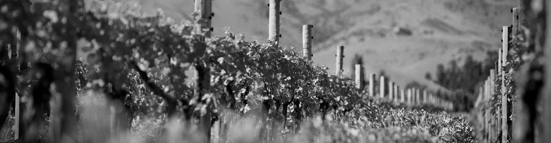 Mahi vineyard in Marlborough