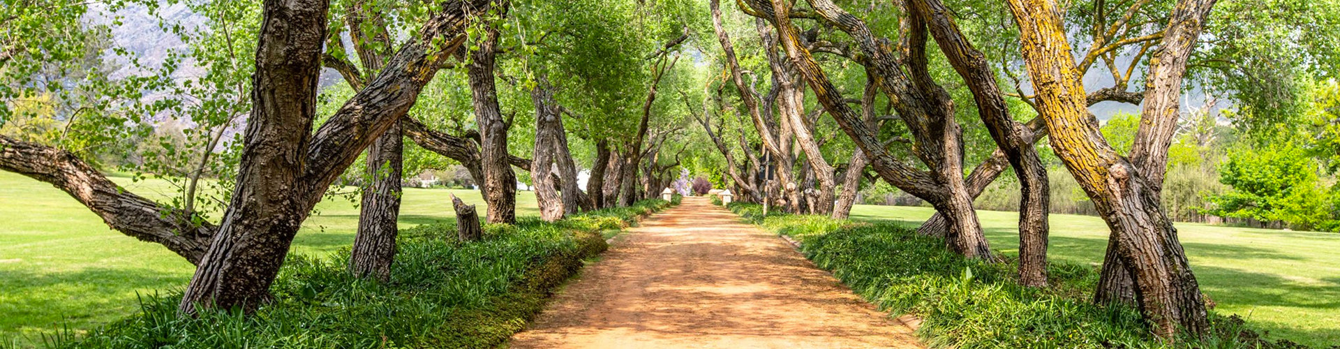 The tree-lined driveway leading to Anthonji Rupert Wines in Franschhoek, South Africa