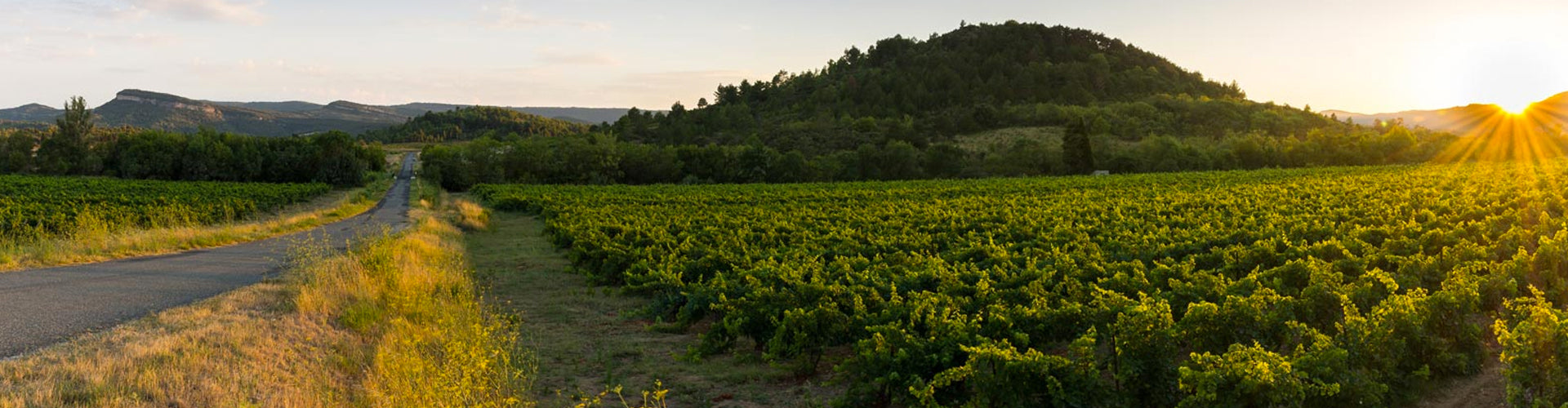 Olivier Coste Vineyards in the Languedoc