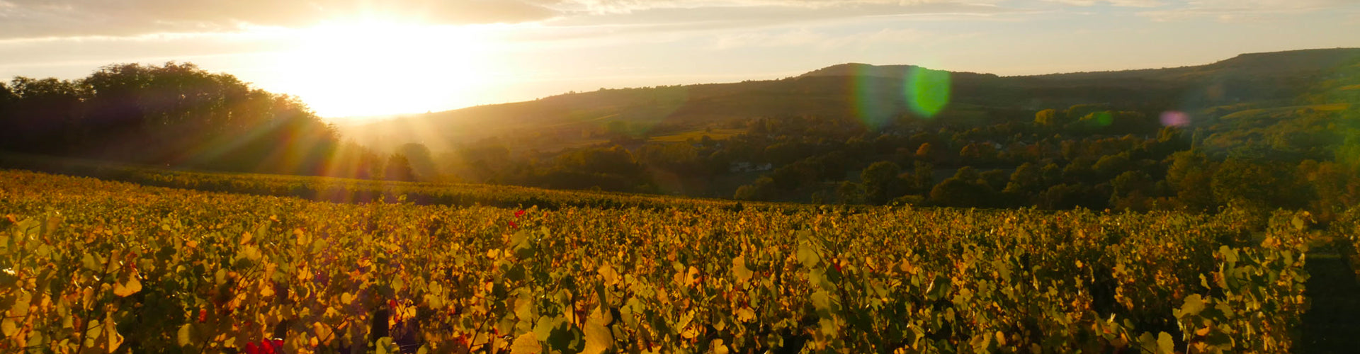 Domaine Fiona Leroy vineyards in Maranges, Burgundy