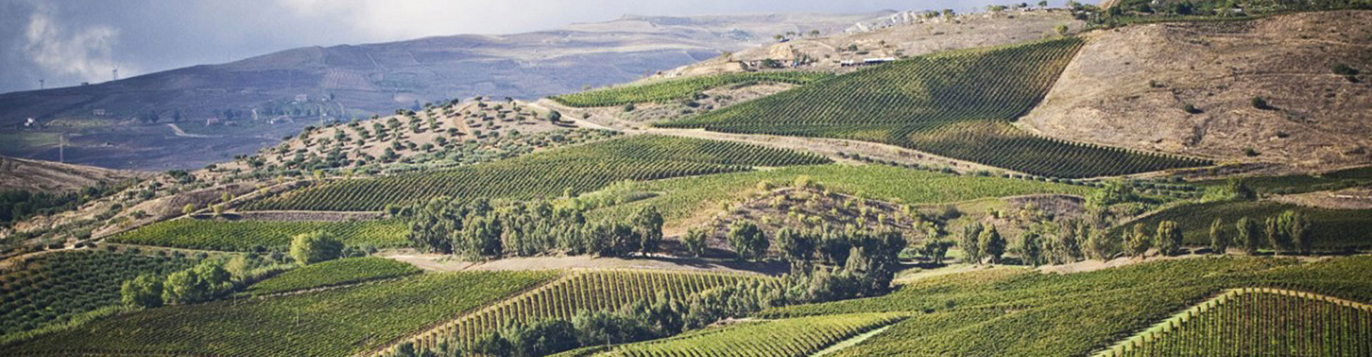 Tasca d'Almerita Vineyards in Sicily 