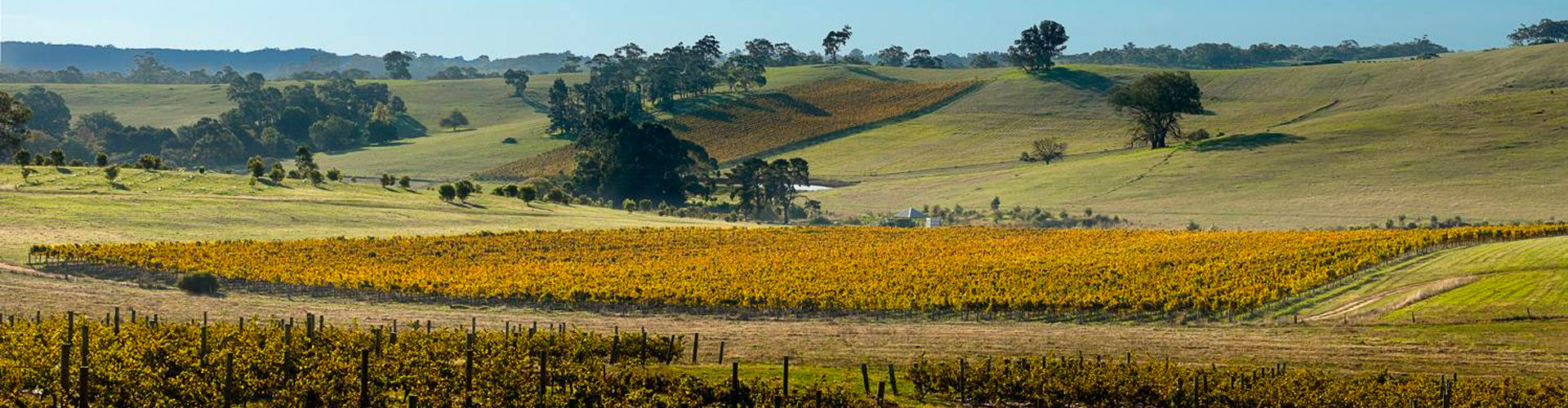 Grosset Vineyard in Clare Valley, South Australia