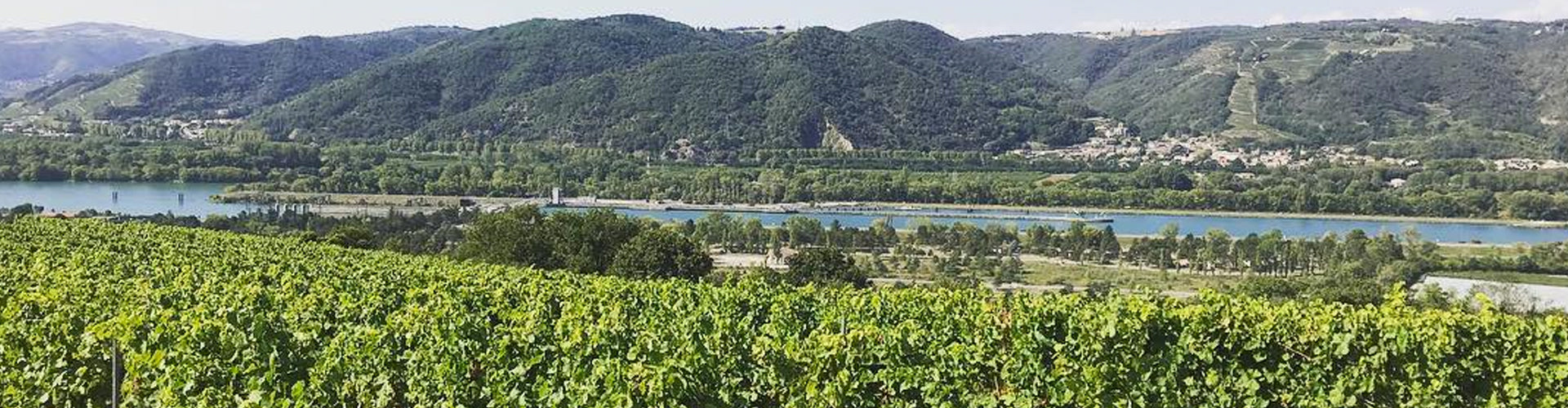 Rhône Valley Vineyards in France