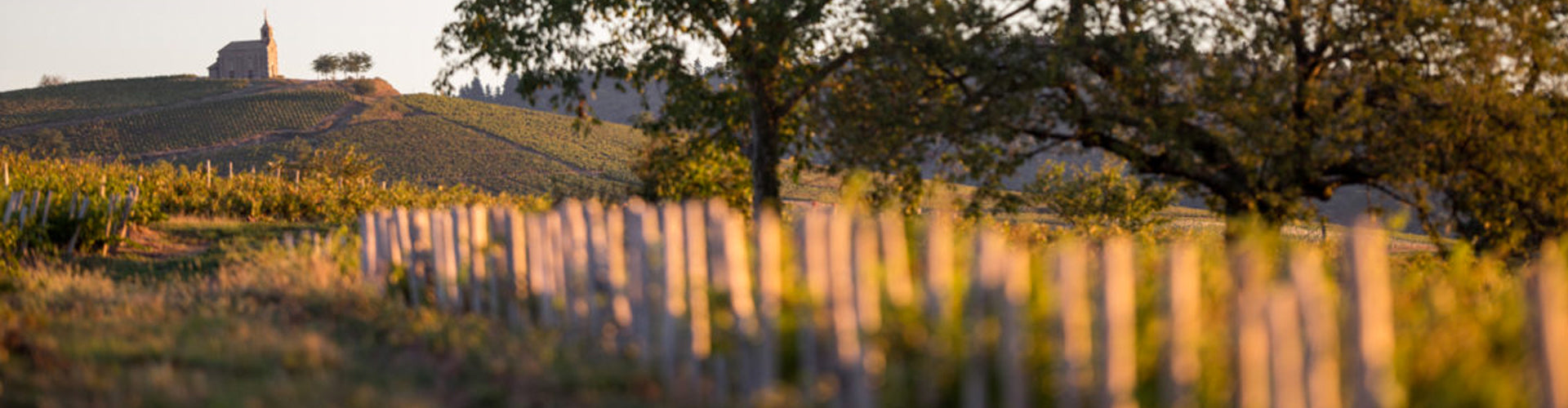 Domaine Lafarge Vial Fleurie Vineyards