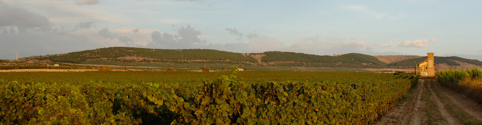 Tormaresca Vineyards in Puglia, Southern Italy