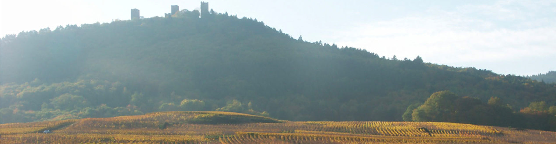 Vineyards of Bruno Sorg near Eguisheim in Alsace