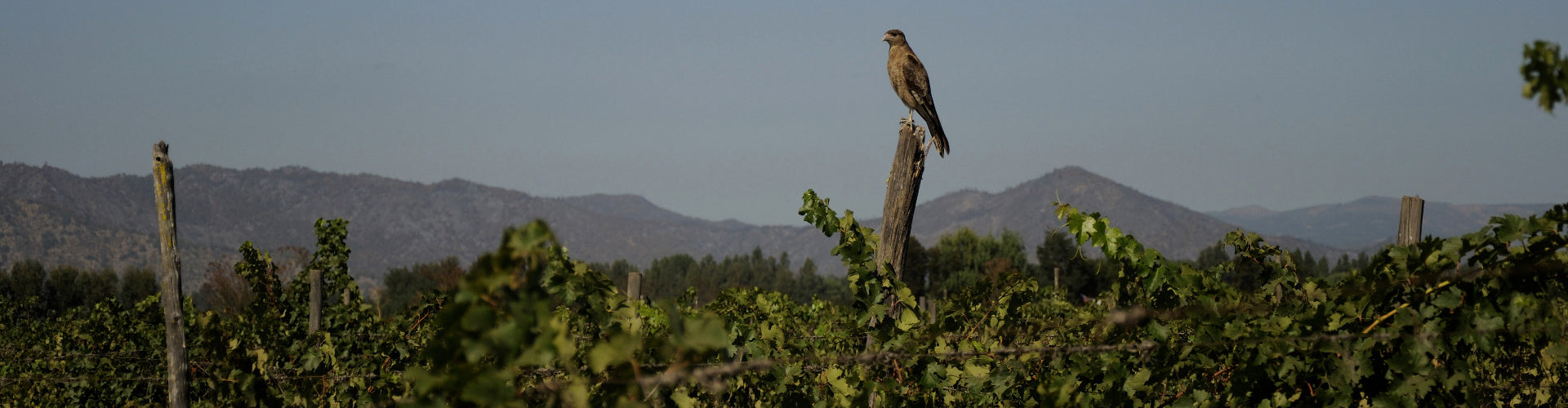 Bird of Prey sitting in the Viña Nahuel Vineyard