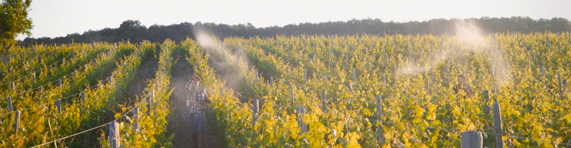 Biodynamic spray preparation appliued to vines at Domaine Grosbois