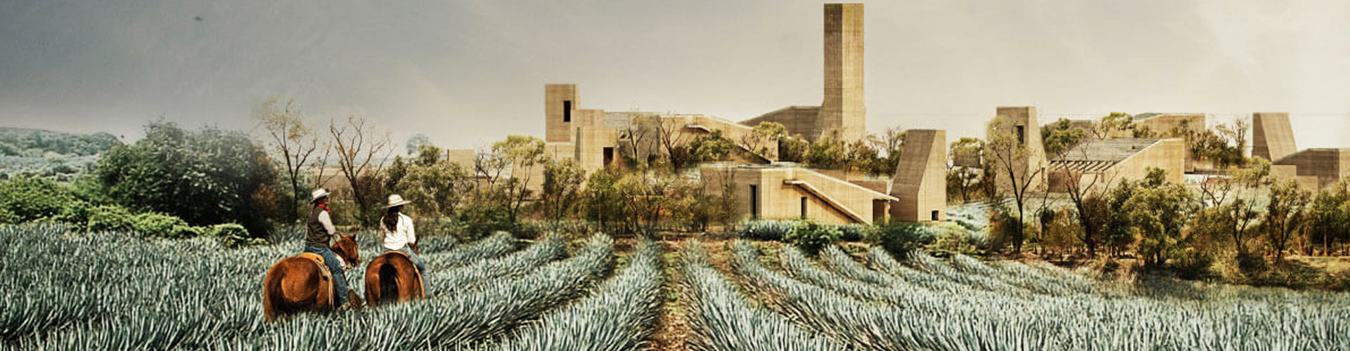 Field of Organic Agave for Clase Azul Tequila