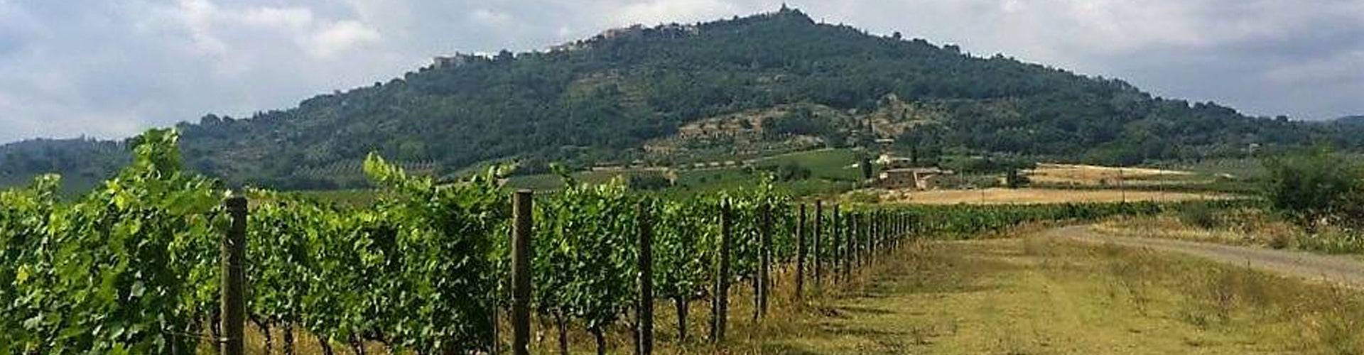 The vineyards of Valdicava near Montalcino in the province of Siena, Italy
