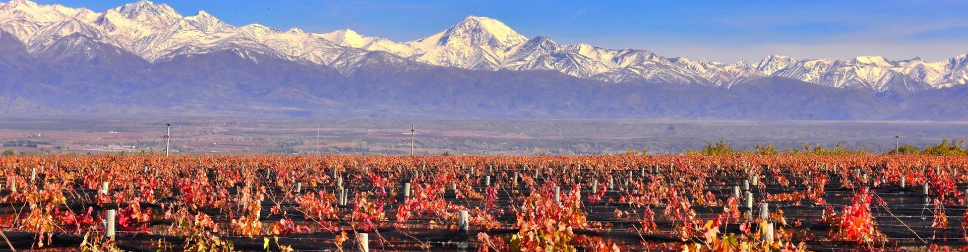Masi Tupungato Vineyards in Mendoza's Uco Valley