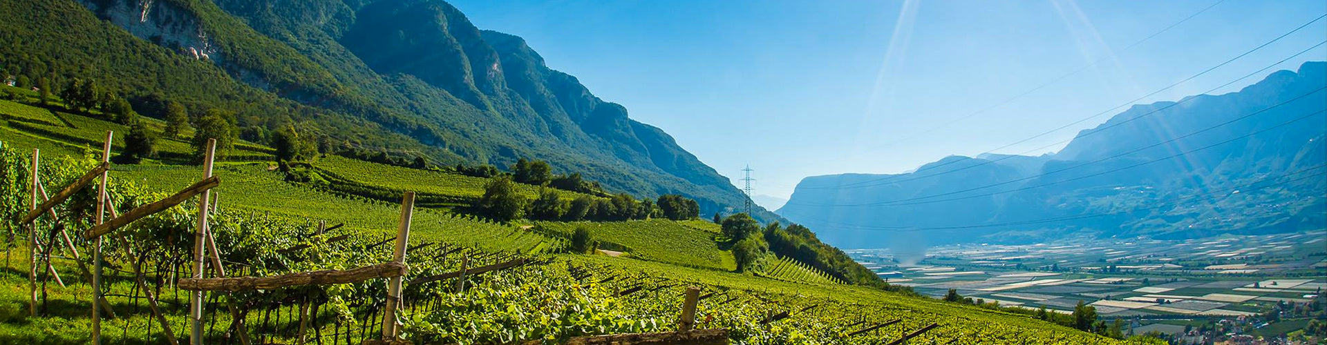 Vineyards of Tenuta J Hofstätter in the Alto Adige region of Italy