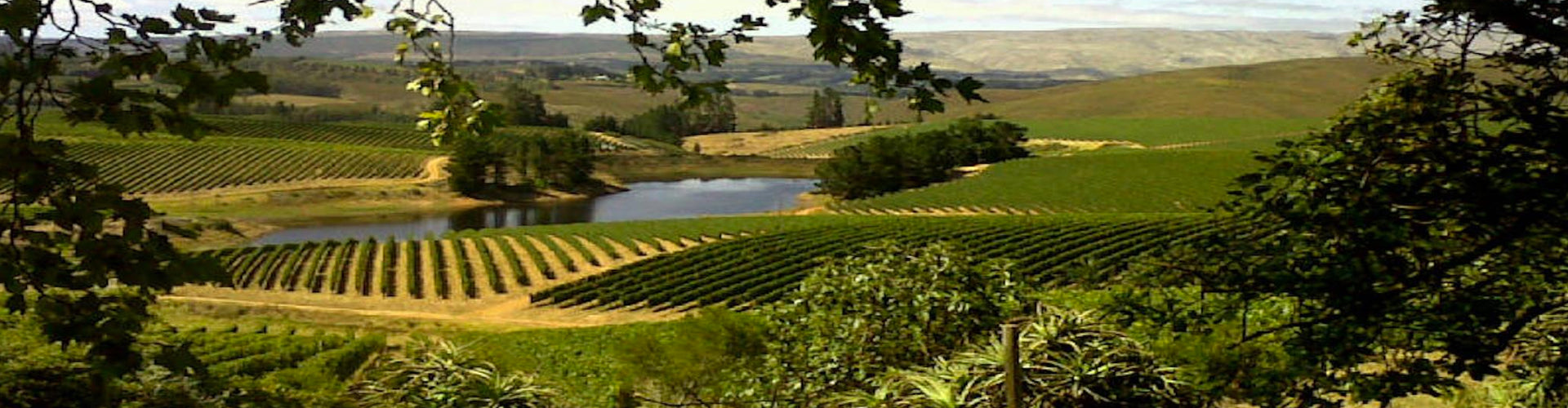 Richard Kershaw Wines Vineyards in Elgin, South Africa