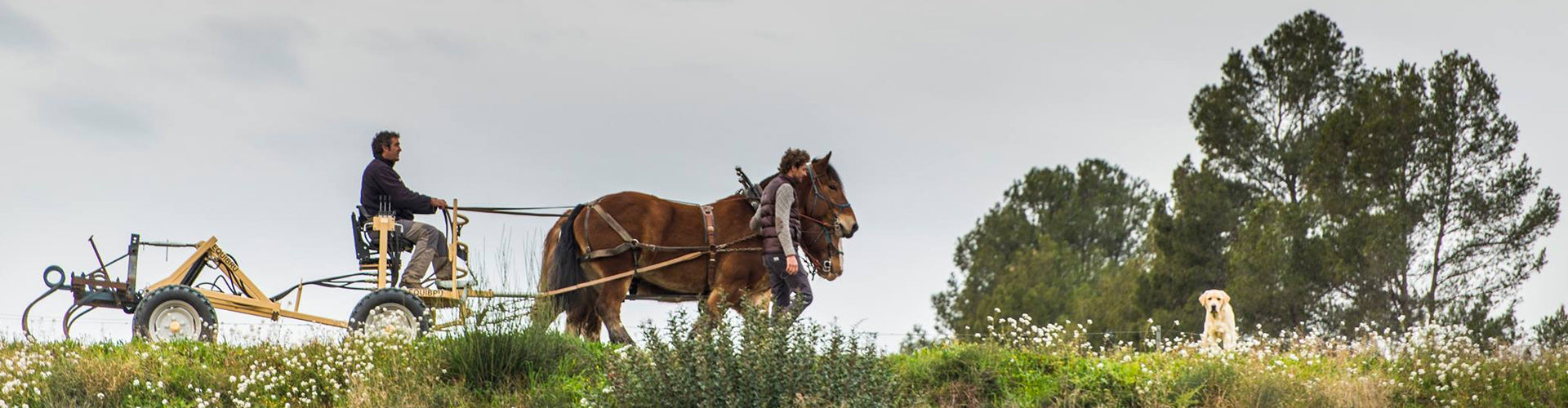 Pepe Raventós tending his vineyards with horse-drawn cultivator