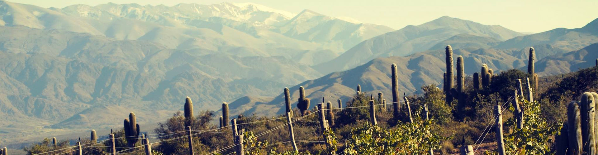Bodega Colomé High Altitude Vineyards in Argentina