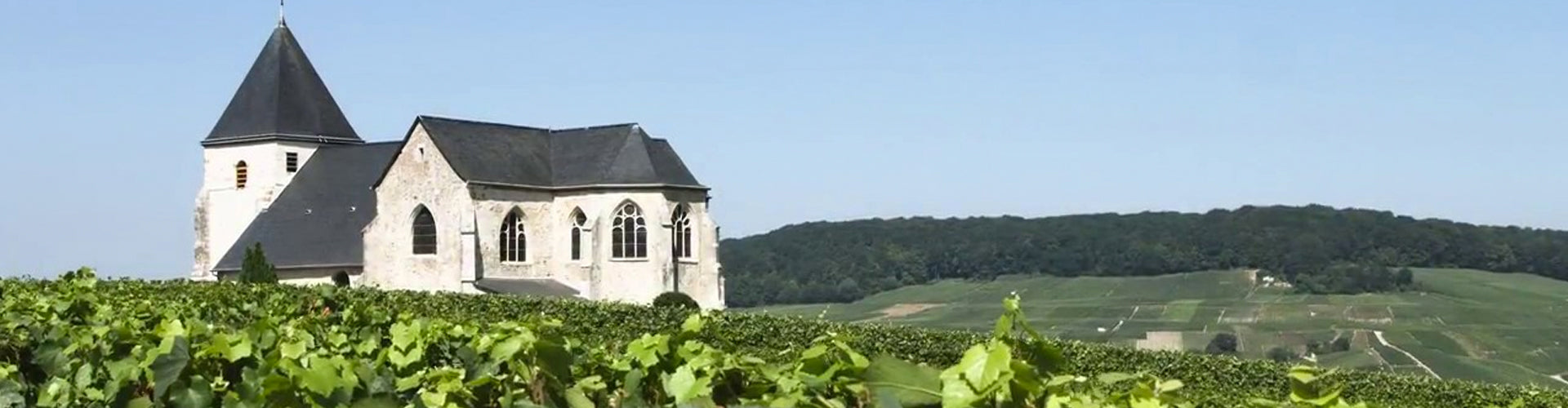 Champagne V. Testulat Vineyards in the Marne Valley