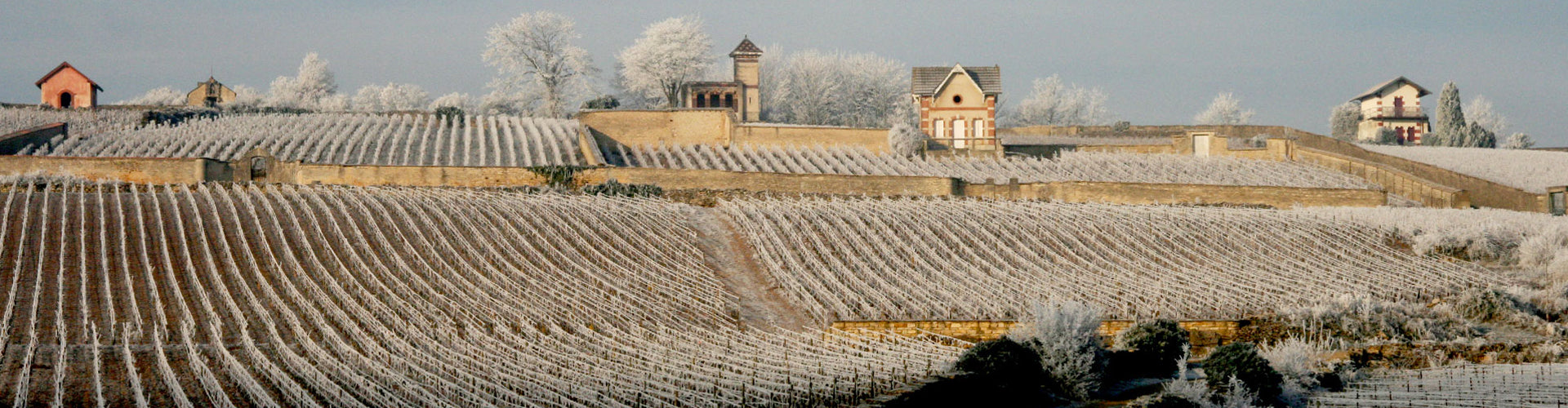 Domaine Pierre Morey Meursault vineyards in winter