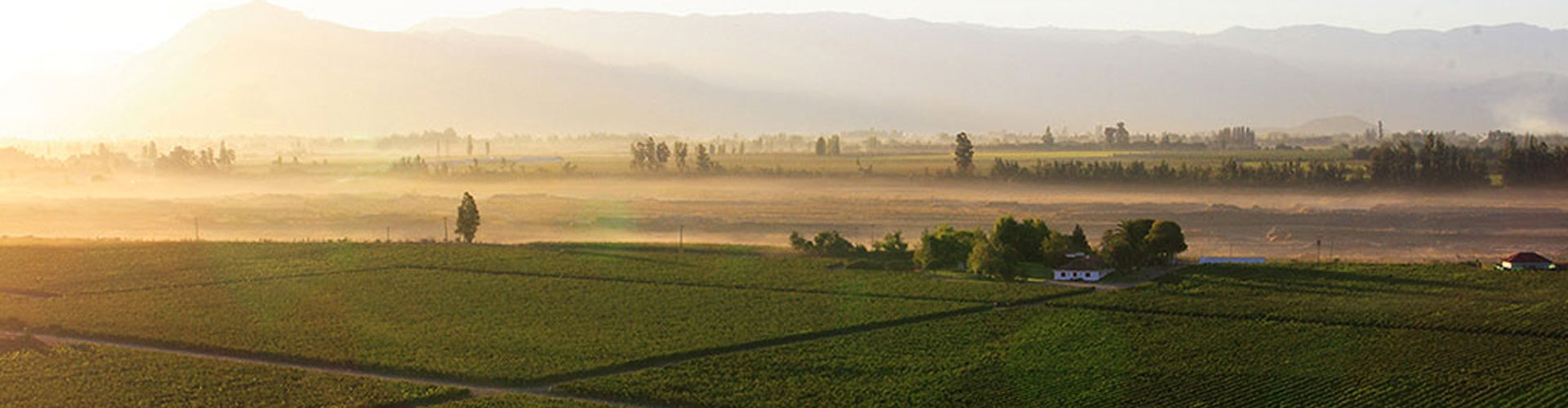 Morandé Vineyards in Chile's Casablanca Valley