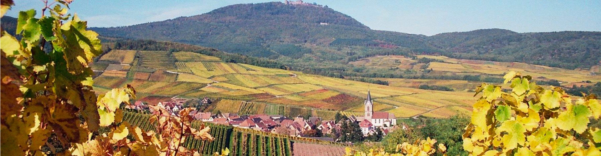 Domaine Rolly Gassmann Vineyards in Alsace