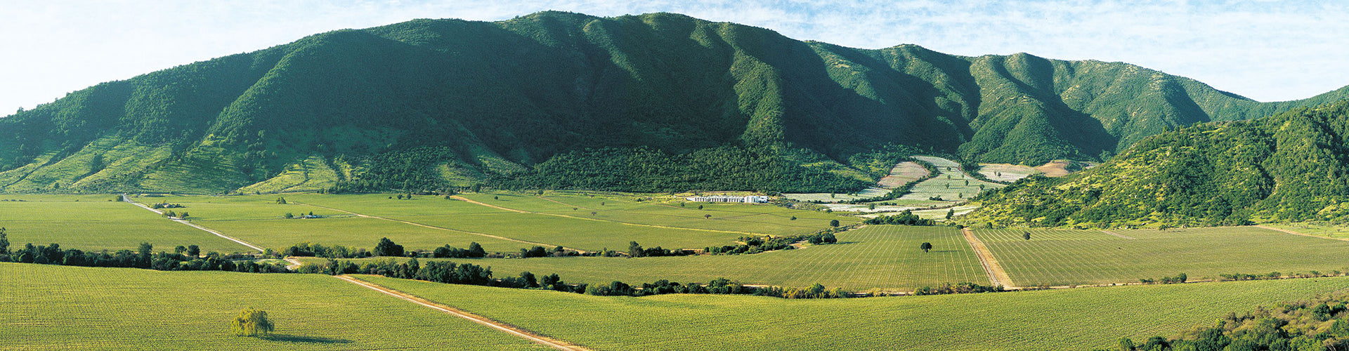 Caliterra Winery and Vineyards in Colchagua Valley, Chile