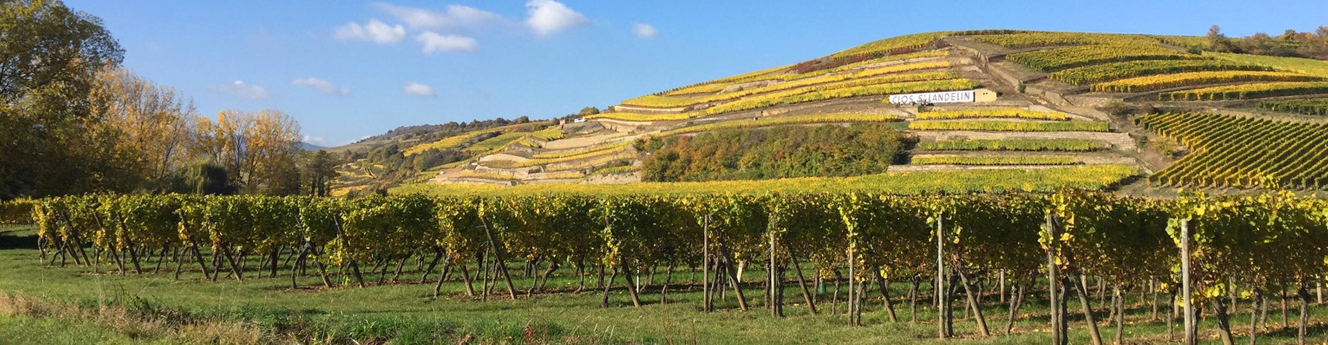Muré Clos Saint Landelin Vineyards in Alsace